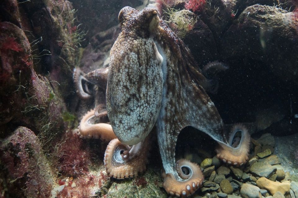 Ženke hobotnice gađaju mužjake školjkama i muljem kad ih nerviraju