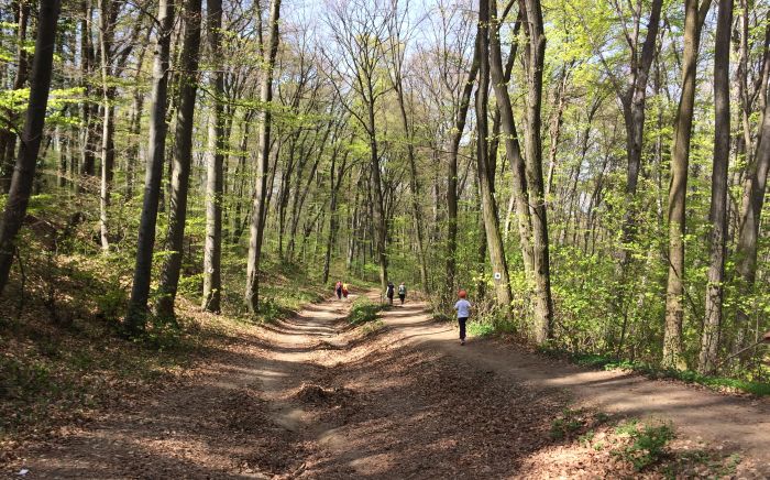 Izmena režima saobraćaja zbog Fruškogorskog maratona