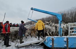 FOTO Većina krava spasena sa Krčedinske ade: Za sutra se planira spasavanje konja