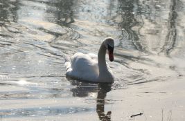 Još sutra moguća kiša u Novom Sadu, za vikend toplije i vedrije, od nedelje preko 20 stepeni