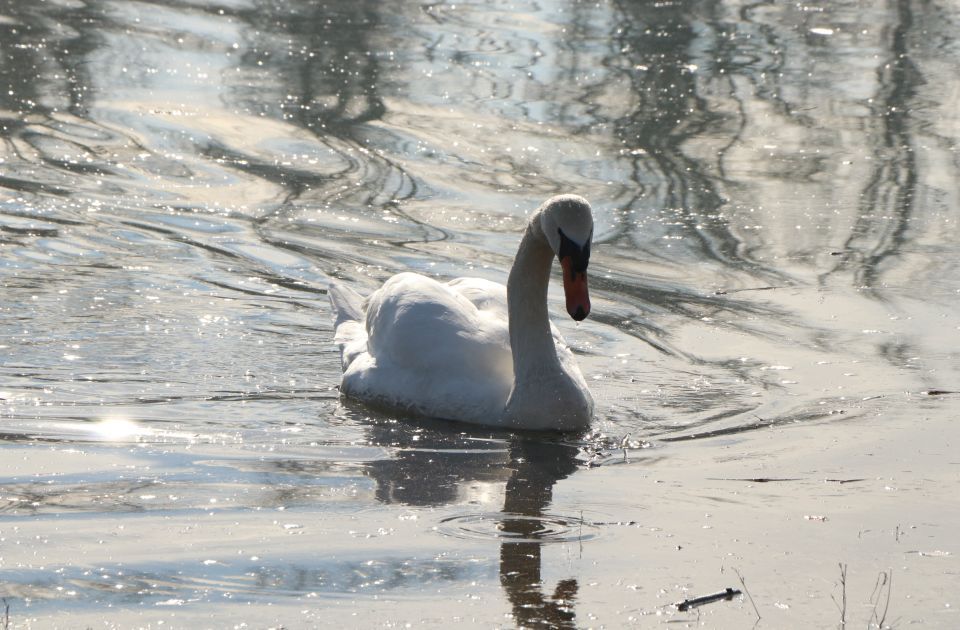 Još sutra moguća kiša u Novom Sadu, za vikend toplije i vedrije, od nedelje preko 20 stepeni