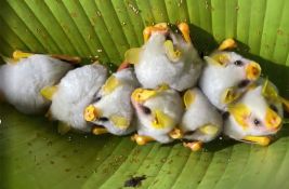 FOTO: Slepi miševi koji prave 