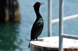 FOTO: Kormoran sam došao u nemačku bolnicu da mu uklone udicu iz kljuna