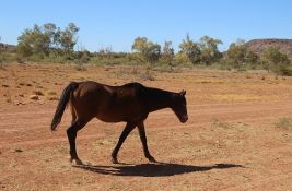 Planira se odstrel 16.000 divljih konja u Australiji: Odobreno ubijanje iz helikoptera