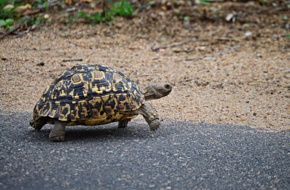 FOTO: Za više od tri godine odbegla kornjača prešla osam kilometara 