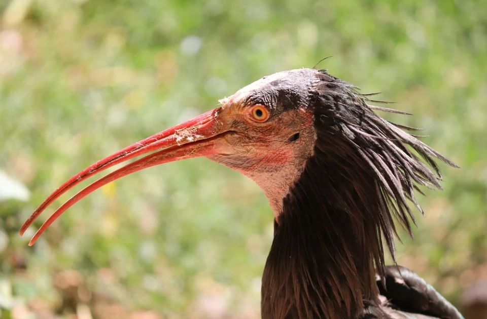 Zaštićeni ćelavi ibis svratio u Crnu Goru i dobio "obezbeđenje"