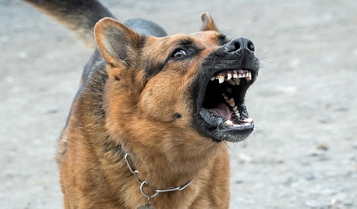 Niko i svako zadužen za oduzimanje opasnih pasa u Novom Sadu