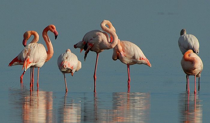 Zašto flamingosi stoje na jednoj nozi?