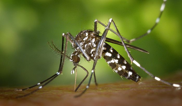 Prskanje komaraca od 27. maja do 11. juna