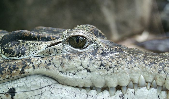 Zaplenjeno 50 krokodila na londonskom aerodromu