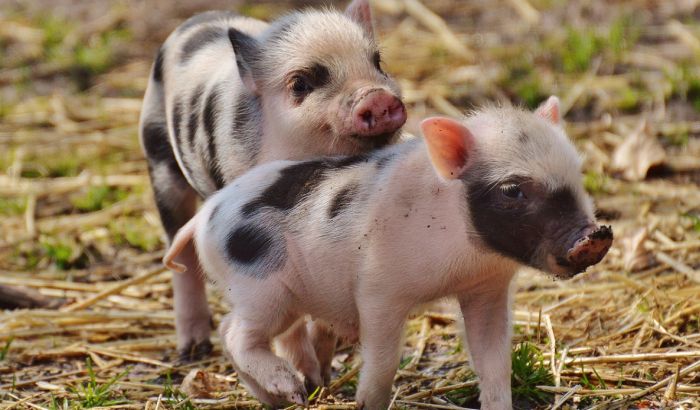 Afrička svinjska kuga u Bugarskoj, sledi ubijanje 24.000 svinja