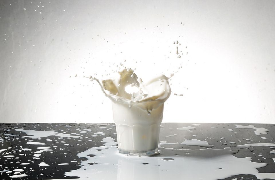 Proizvođači mleka: Ne treba nam već premija, već realna cena