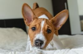 Pet rasa pasa koje se najbolje prilagođavaju životu u stanu