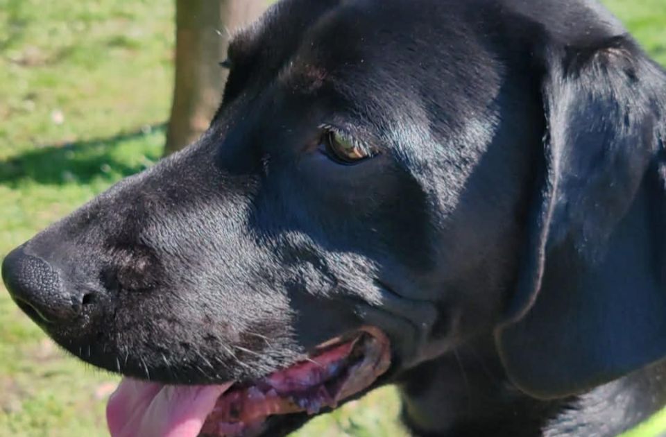 FOTO, VIDEO: Mili je najkera Novog Sada