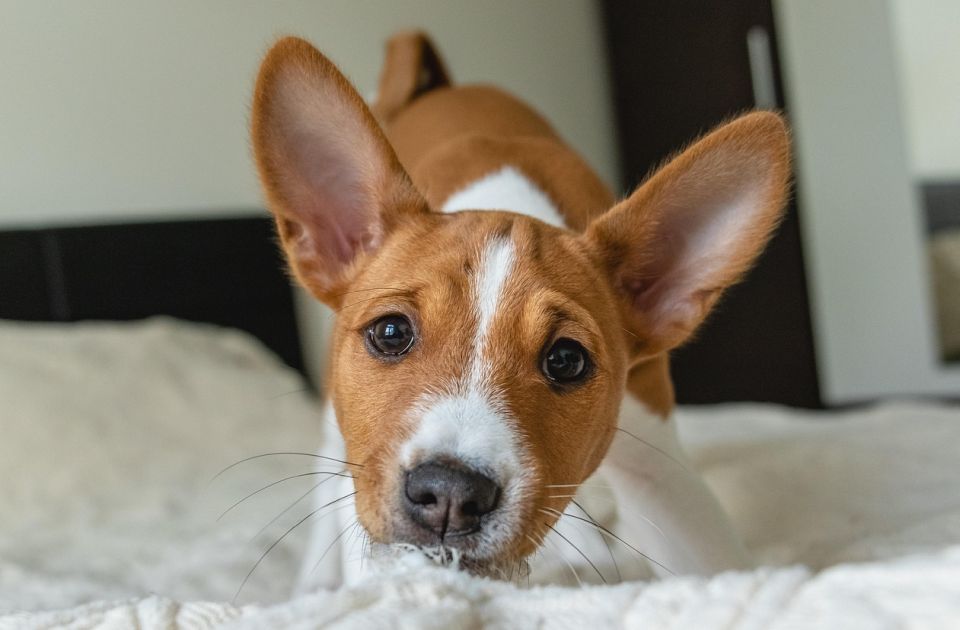 Pet rasa pasa koje se najbolje prilagođavaju životu u stanu