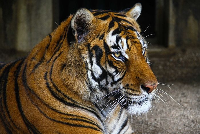 Osam divljih životinja u zoo vrtu u Bronksu zaraženo virusom korona