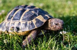 Stogodišnja kornjača Troter ponovo hoda nakon amputacije noge