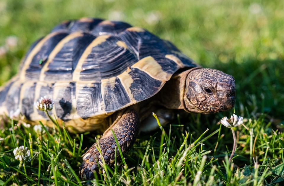 Stogodišnja kornjača Troter ponovo hoda nakon amputacije noge