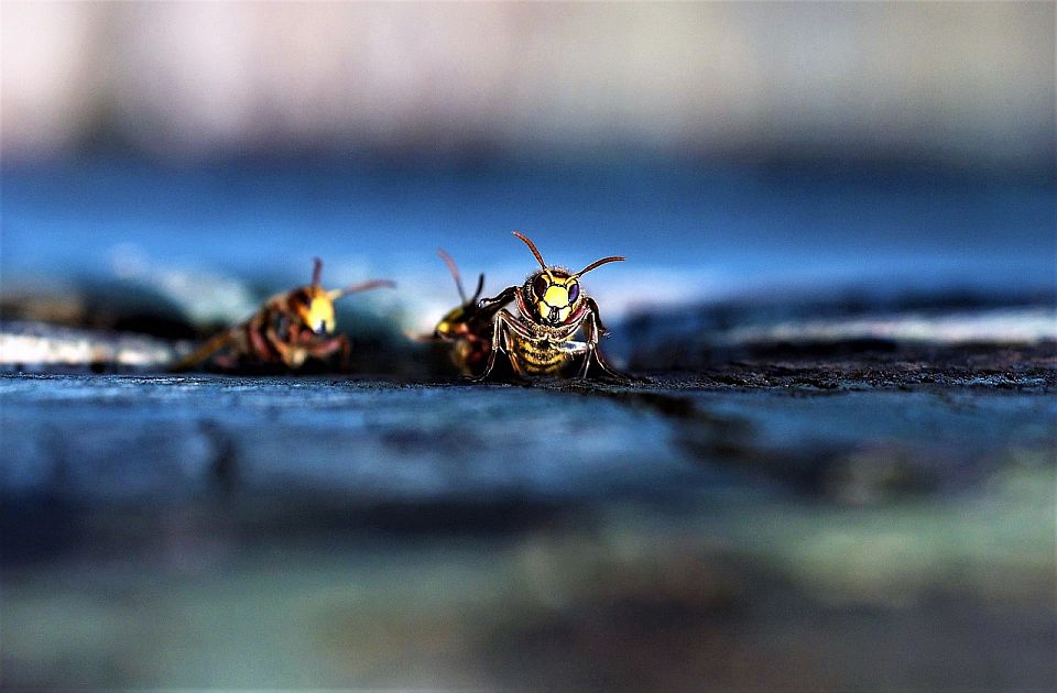 Prvi simptom alergijske reakcije na ubod stršljena je oticanje