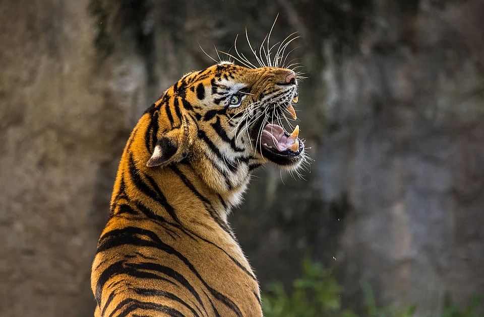 U Indiji i Butanu povećava se broj tigrova