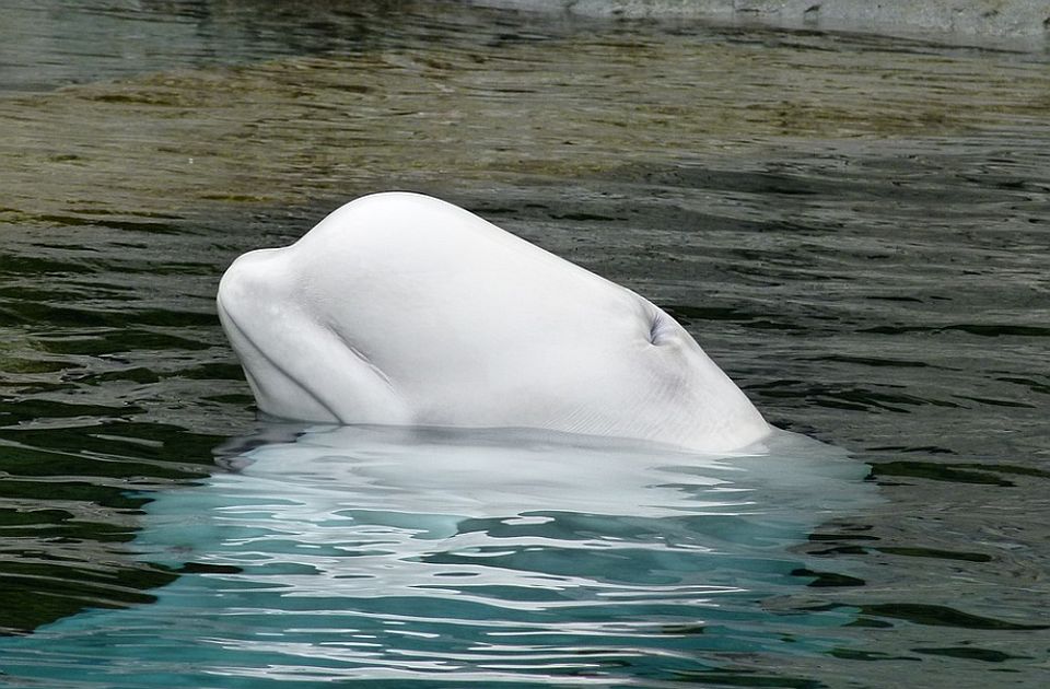 Beluga kit zalutao u francusku reku