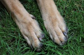 Osmogodišnju devojčicu u Sloveniji usmrtio pas