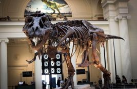 Skelet Ti-Reksa star 67 miliona godina ide na prodaju, prva ovakva prodaja u Evropi