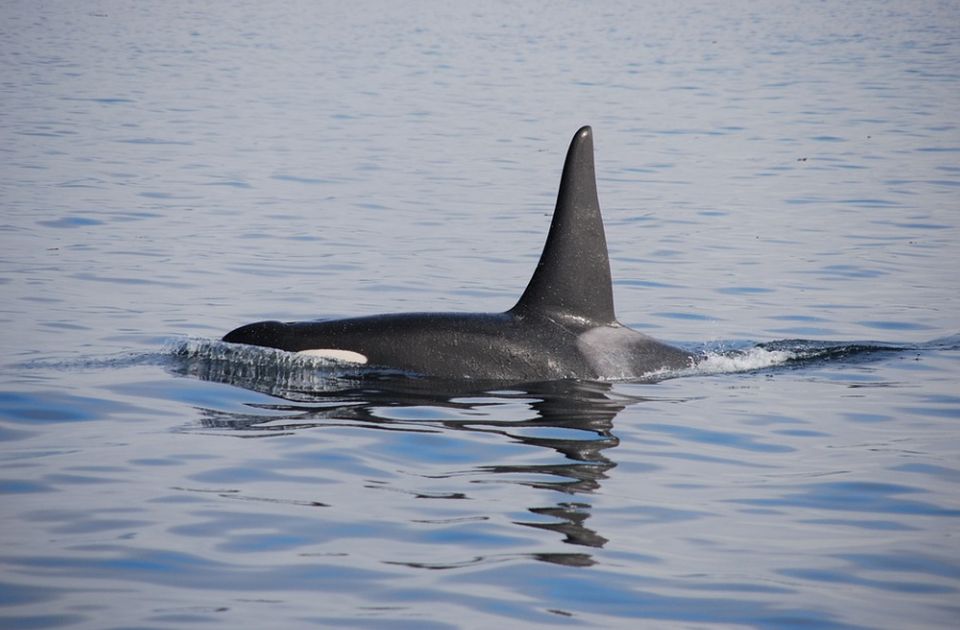 Uginuo poslednji zarobljeni kit ubica u Kanadi 