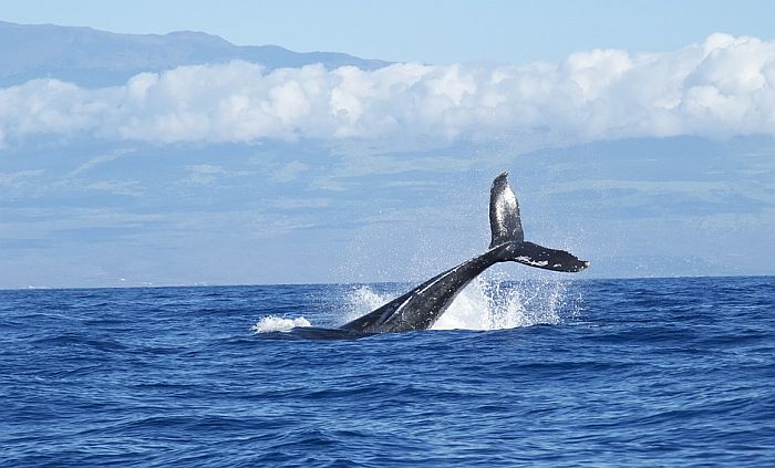 Japan će od 1. jula ponovo dozvoliti ubijanje kitova