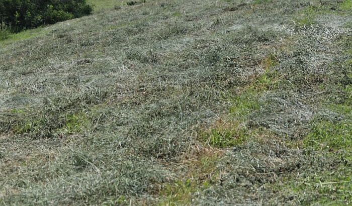 Obilne kiše odložile redovno košenje trave u Novom Sadu