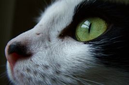 VIDEO: Mačka u Holandiji preživela 70 kilometara u motoru automobila