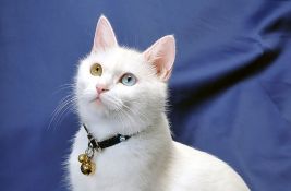 Retke turske Van mačke kojima je pretilo izumiranje dobile 120 mačića u ovoj godini