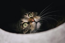 FOTO Posle 30 godina: Primećena ugrožena vrsta divlje mačke na Tajlandu