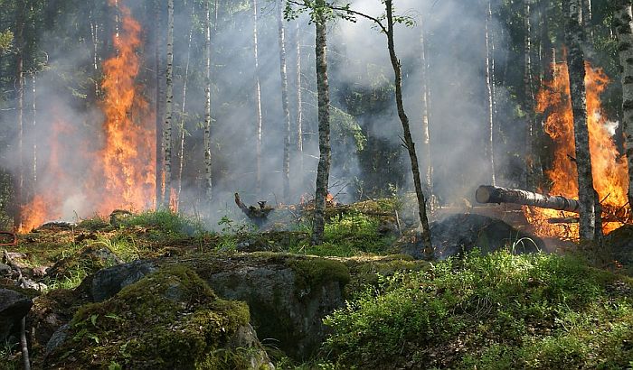 Šumski požar na grčkom ostrvu Hios, evakuisana dva naselja