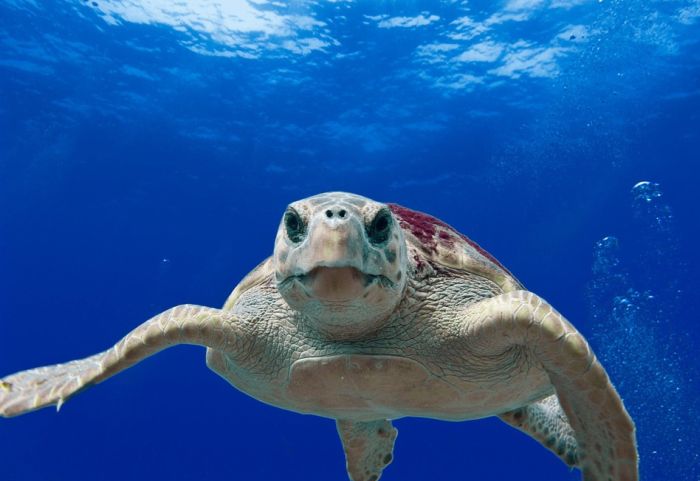 Rekordan broj gnezda glavatih kornjača na Zakintosu