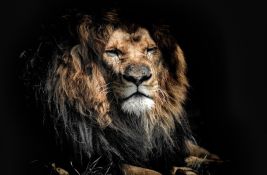 Ubijen jedan od najstarijih lavova na svetu