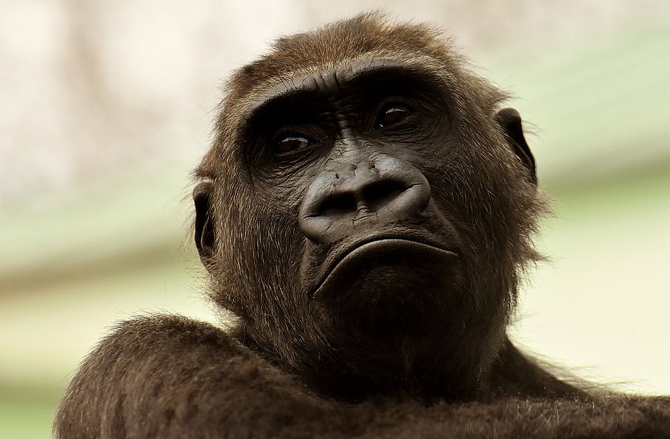 Uginuo Ozi, najstariji mužjak gorile na svetu