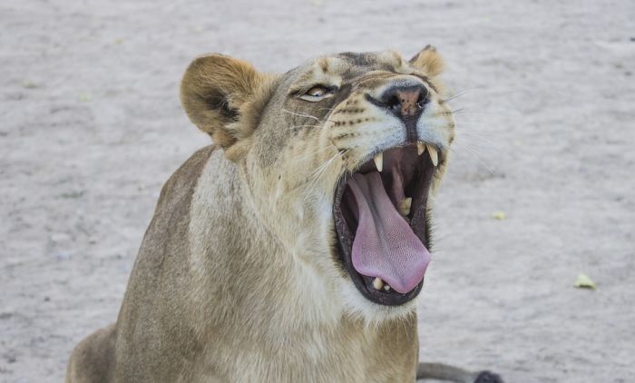 Ubijena lavica koja je pobegla iz Zoo vrta u Briselu