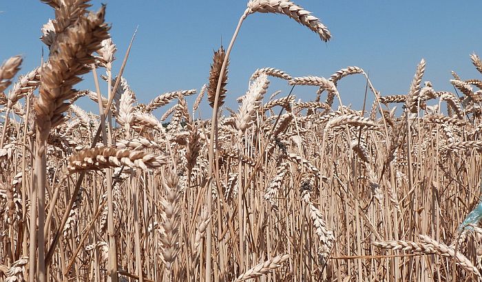 Neophodno povećati prinose pšenice