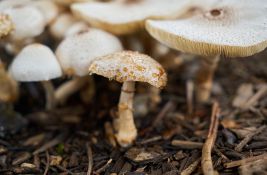 Šest osoba se otrovalo gljivama, kupljene na pijaci u Šapcu