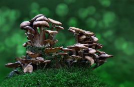 VMA daje savete: Kako prepoznati otrovnu gljivu?