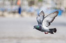 Golubovi nalaze put do kuće pomoću jetre