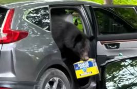 VIDEO: Medved provalio u automobil i iz njega odneo pivo