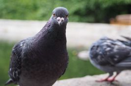 I ptice se samozadovoljavaju, a evolucija objašnjava zašto