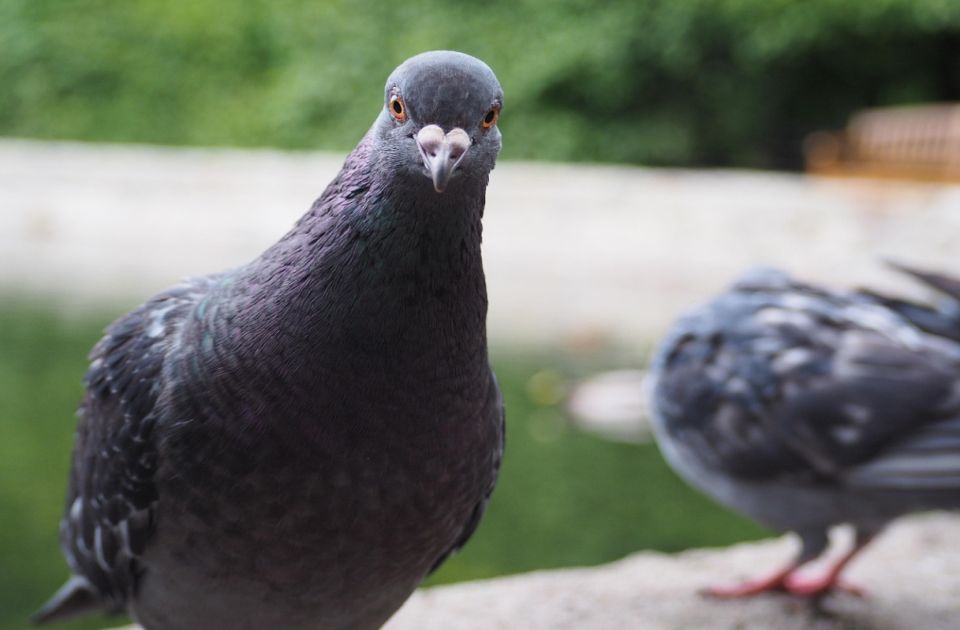 I ptice se samozadovoljavaju, a evolucija objašnjava zašto