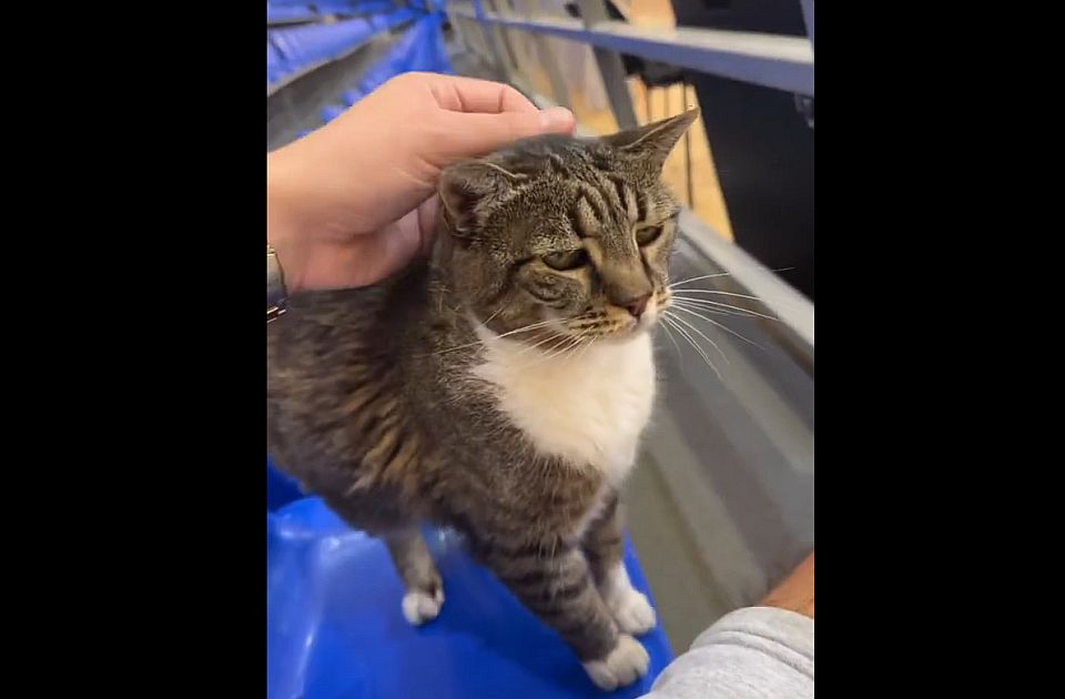 Uginula mačka Ljubica iz Pionira, Crvena zvezda se oprostila od nje