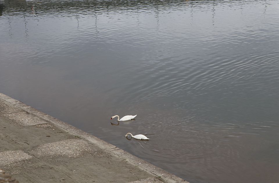 U Novom Sadu danas tmurno i hladno