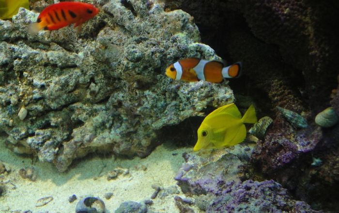 Sudija na Havajima zabranio hvatanje ribica za akvarijume 