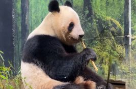 VIDEO: Japan se oprašta od pandi blizanaca: Lei Lei i Sjao Sjao idu kod roditelja u Kinu