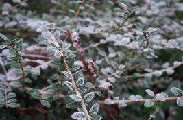 Sutra ujutru u Novom Sadu -3 stepena